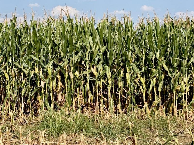 0 Bedroom Property for Sale in Newcastle Rural KwaZulu-Natal