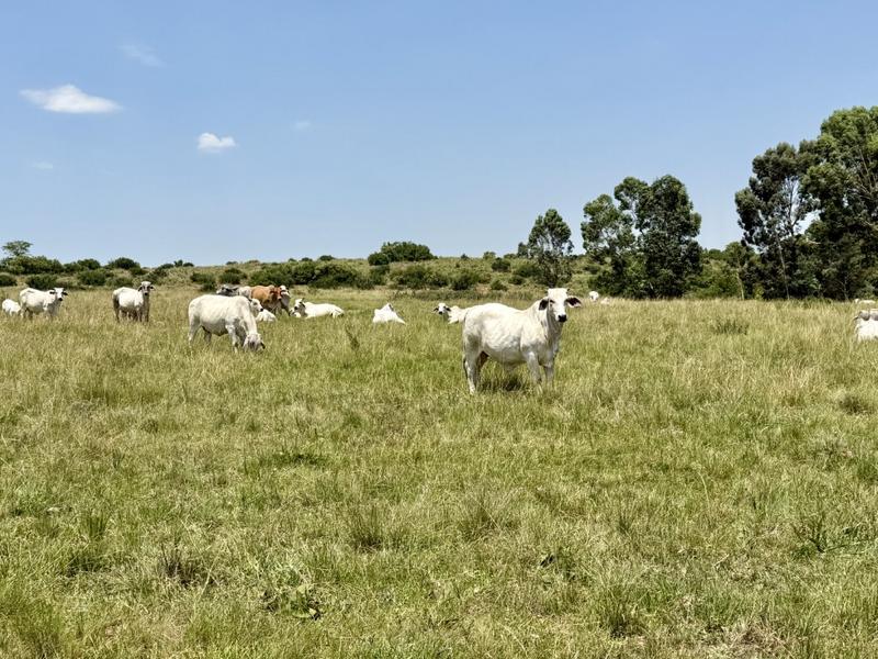 0 Bedroom Property for Sale in Newcastle Rural KwaZulu-Natal