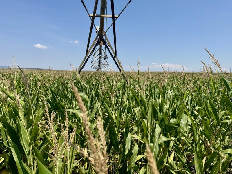 0 Bedroom Property for Sale in Newcastle Rural KwaZulu-Natal