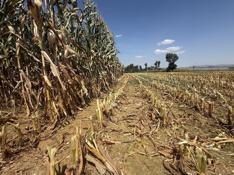 0 Bedroom Property for Sale in Newcastle Rural KwaZulu-Natal