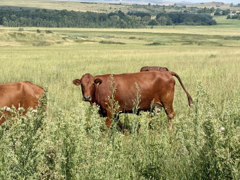 0 Bedroom Property for Sale in Newcastle Rural KwaZulu-Natal