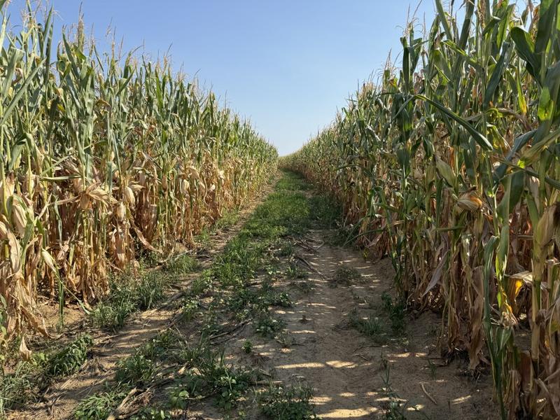 0 Bedroom Property for Sale in Newcastle Rural KwaZulu-Natal