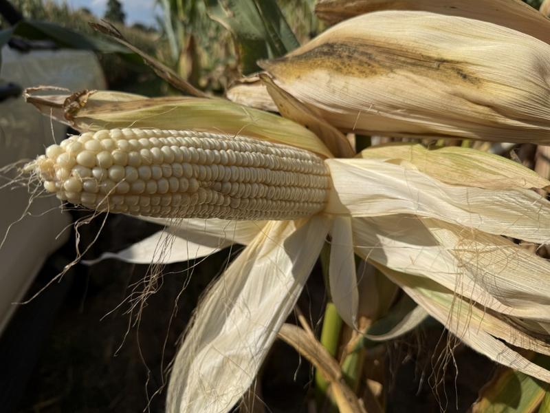 0 Bedroom Property for Sale in Newcastle Rural KwaZulu-Natal