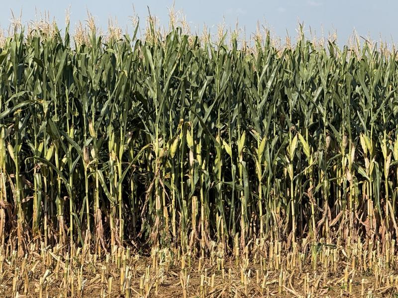 0 Bedroom Property for Sale in Newcastle Rural KwaZulu-Natal