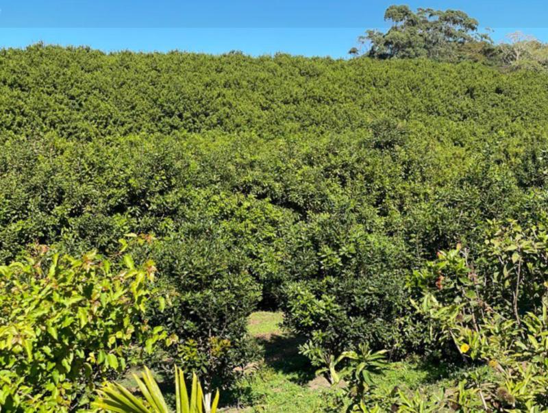 4 Bedroom Property for Sale in Melville KwaZulu-Natal