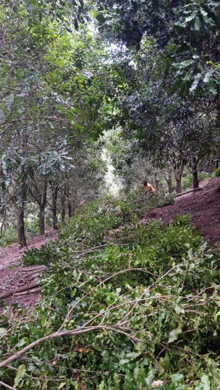 4 Bedroom Property for Sale in Melville KwaZulu-Natal