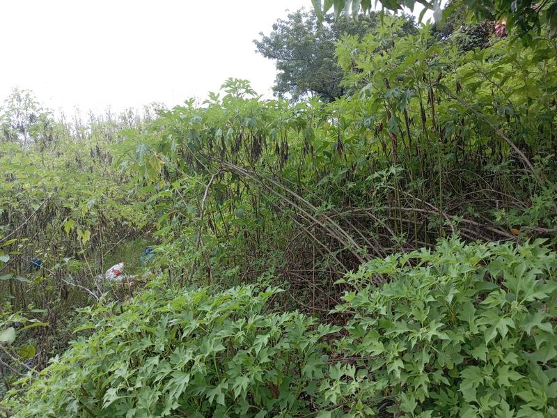 0 Bedroom Property for Sale in Pinetown KwaZulu-Natal