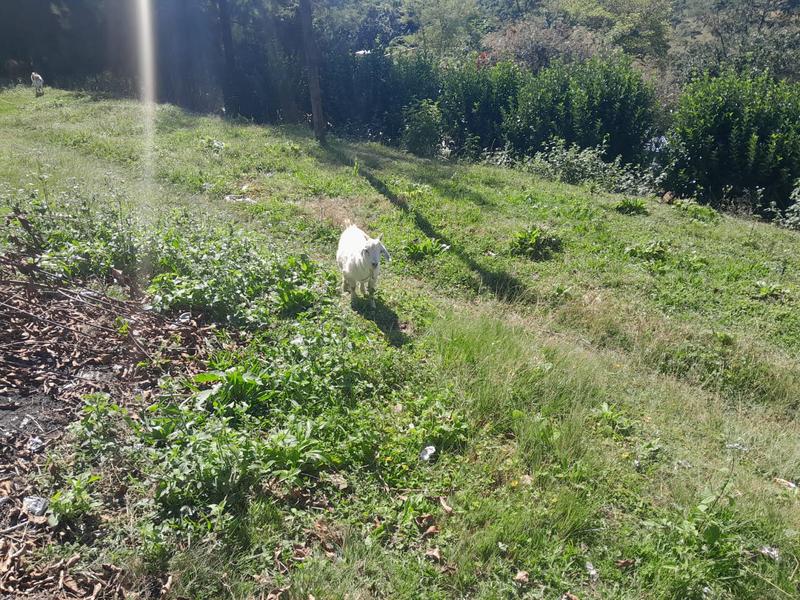 2 Bedroom Property for Sale in Ixopo KwaZulu-Natal