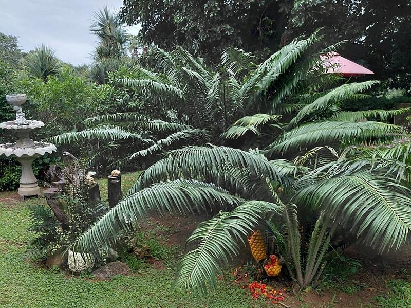 5 Bedroom Property for Sale in Trafalgar KwaZulu-Natal