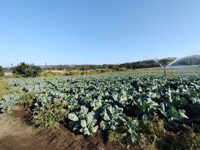 0 Bedroom Property for Sale in La Mercy KwaZulu-Natal