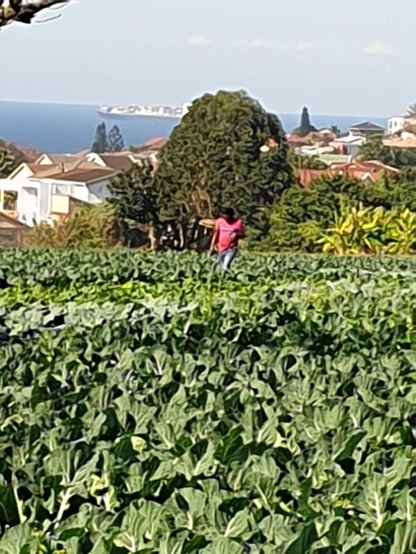 0 Bedroom Property for Sale in La Mercy KwaZulu-Natal