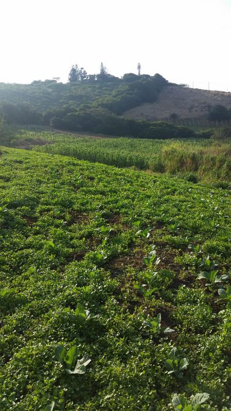 0 Bedroom Property for Sale in La Mercy KwaZulu-Natal
