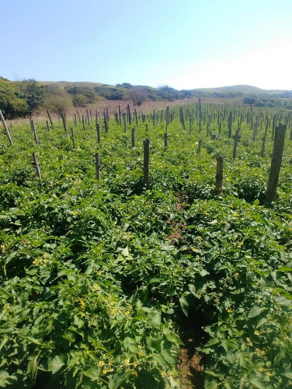 0 Bedroom Property for Sale in La Mercy KwaZulu-Natal