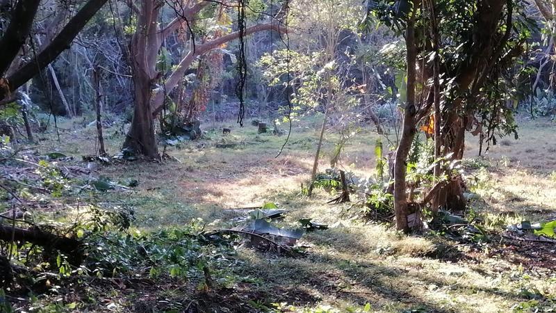 0 Bedroom Property for Sale in Pennington KwaZulu-Natal