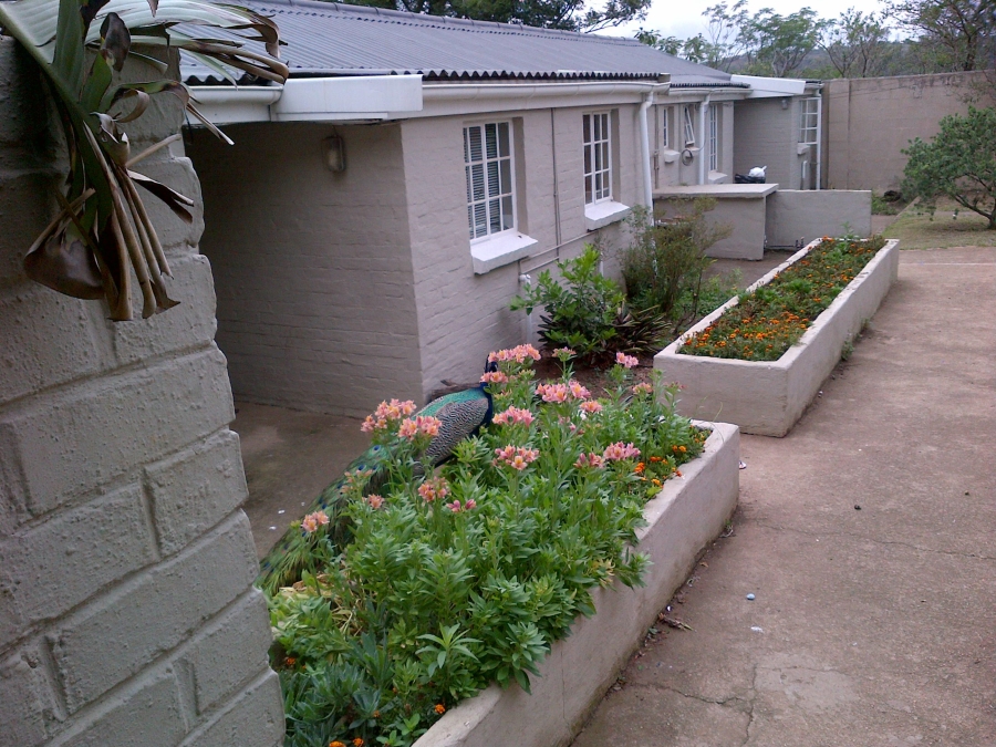 To Let 1 Bedroom Property for Rent in Scottsville KwaZulu-Natal