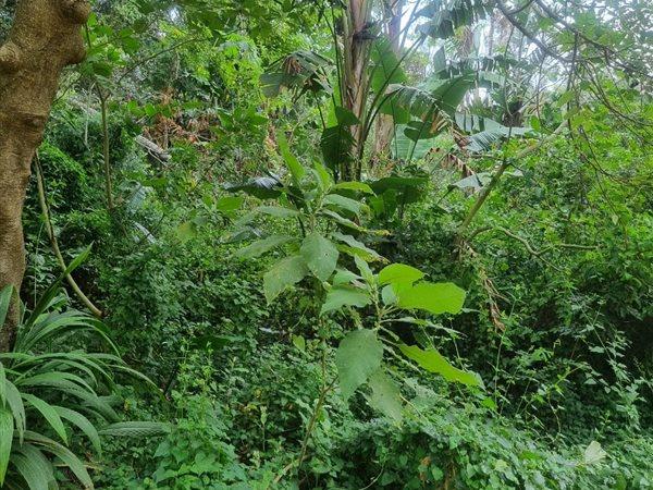 0 Bedroom Property for Sale in Woodgrange KwaZulu-Natal