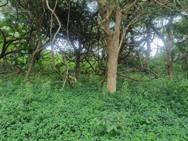 0 Bedroom Property for Sale in Woodgrange KwaZulu-Natal