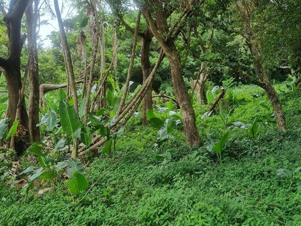 0 Bedroom Property for Sale in Woodgrange KwaZulu-Natal