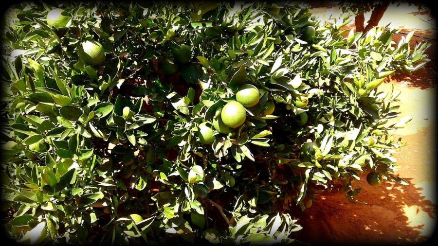 Commercial Property for Sale in Ivydale A H Limpopo