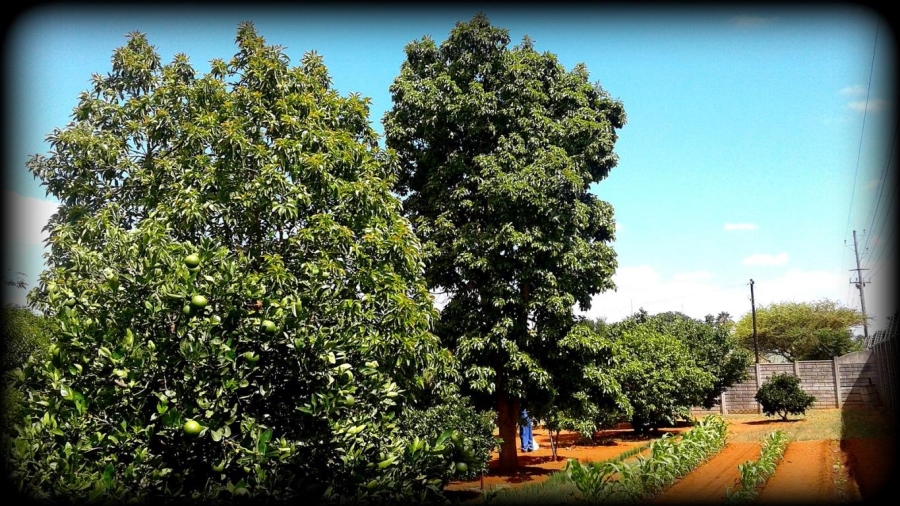 Commercial Property for Sale in Ivydale A H Limpopo