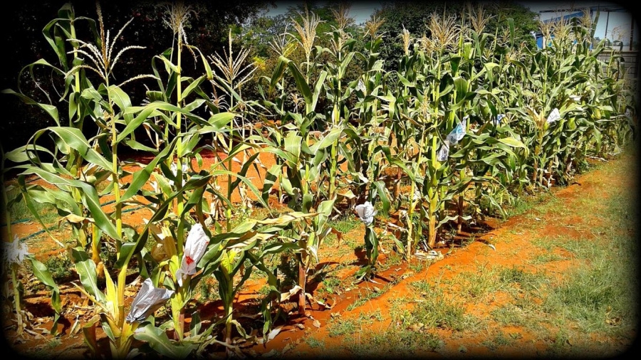 Commercial Property for Sale in Ivydale A H Limpopo