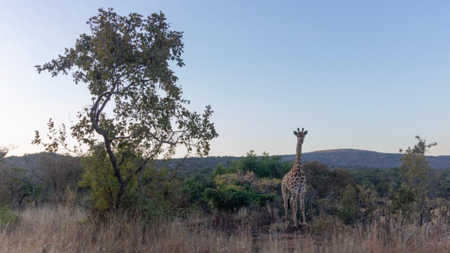 0 Bedroom Property for Sale in Modimolle Limpopo