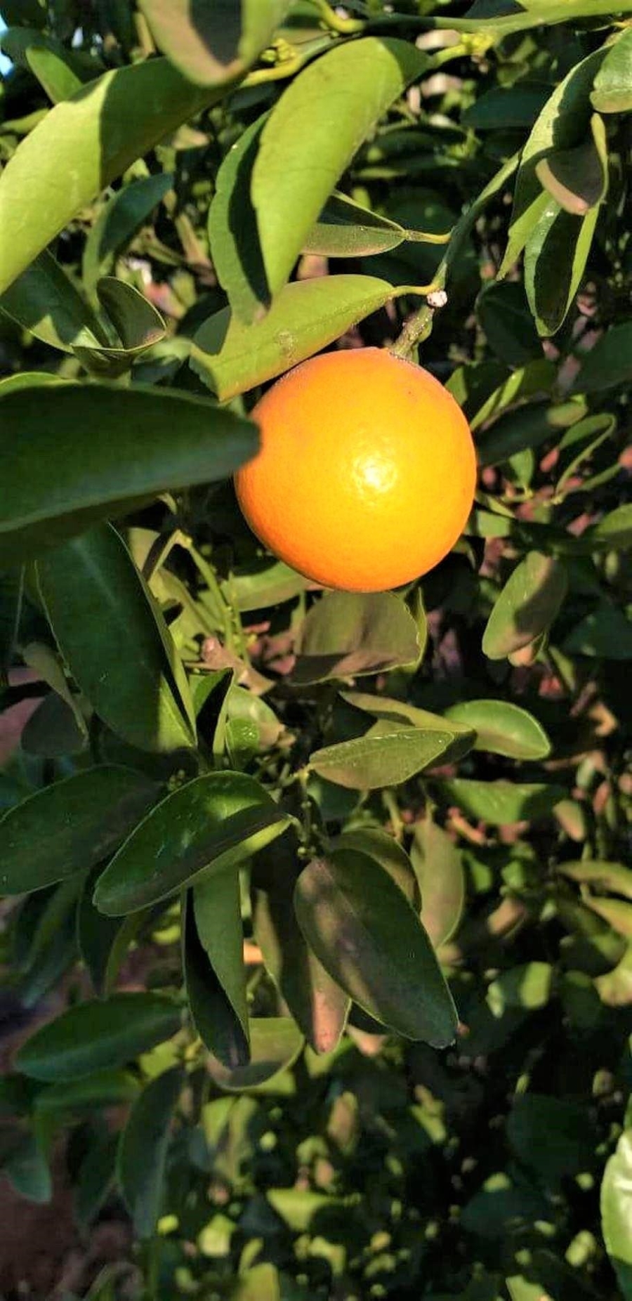 0 Bedroom Property for Sale in Modimolle Limpopo