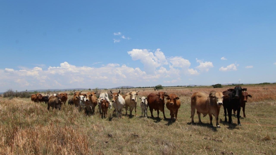 5 Bedroom Property for Sale in Modimolle Limpopo