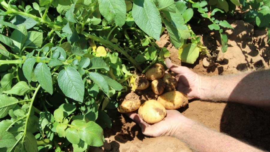 5 Bedroom Property for Sale in Modimolle Limpopo