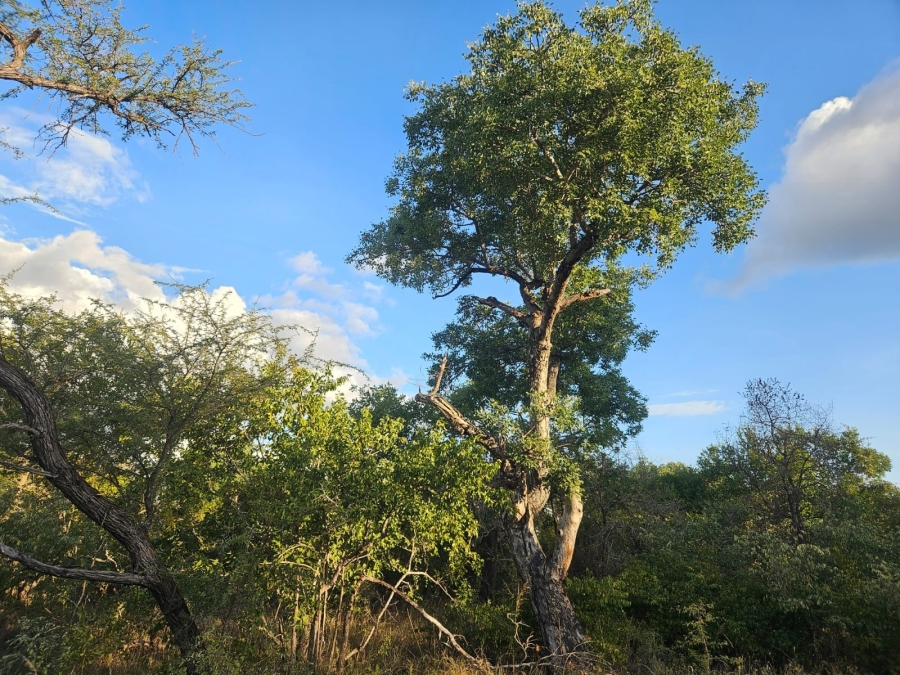 0 Bedroom Property for Sale in Moditlo Wildlife Estate Limpopo