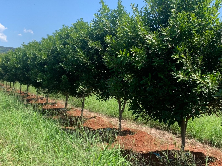 Commercial Property for Sale in Agatha Park Limpopo