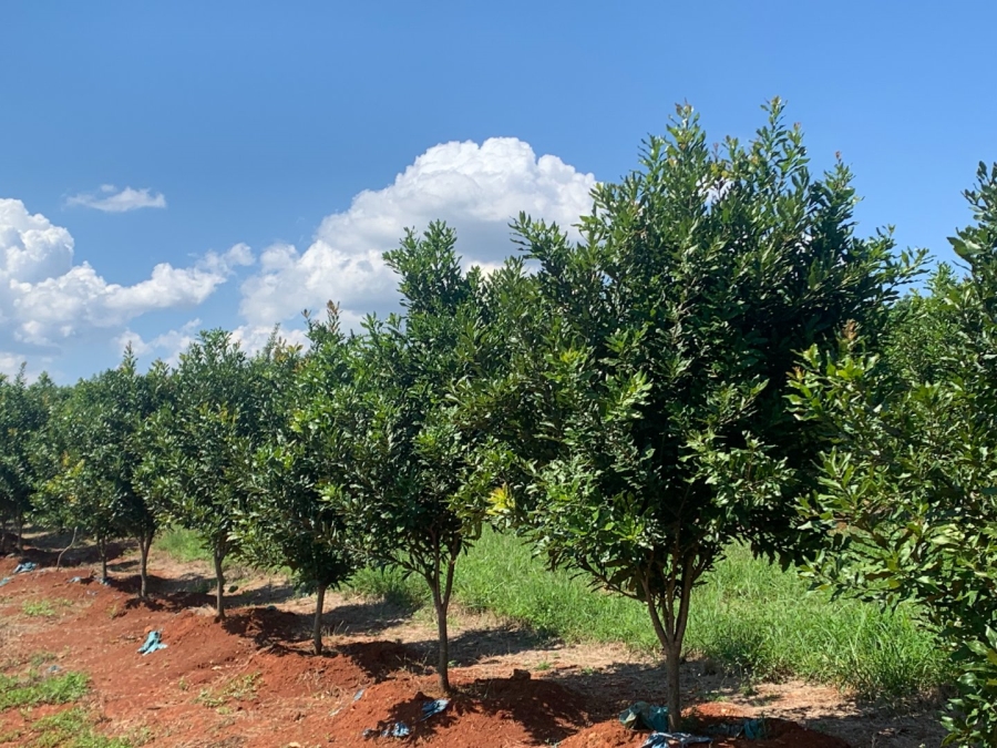 Commercial Property for Sale in Agatha Park Limpopo