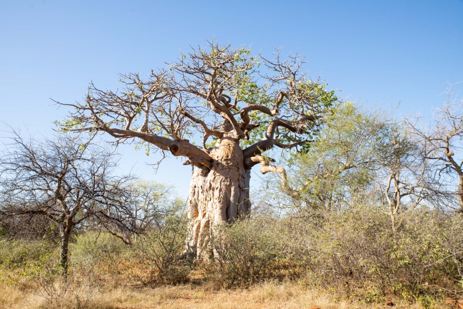 Commercial Property for Sale in Alldays Limpopo