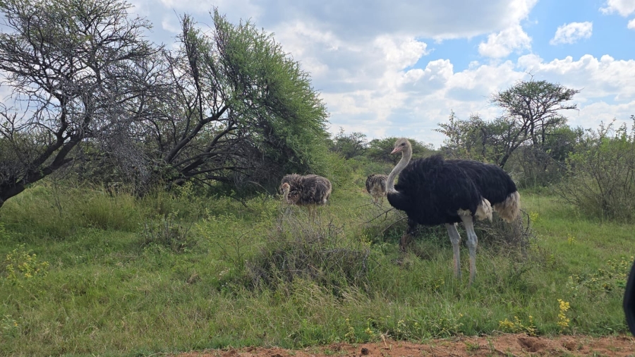 32 Bedroom Property for Sale in Bela Bela Limpopo