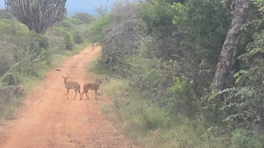 32 Bedroom Property for Sale in Bela Bela Limpopo