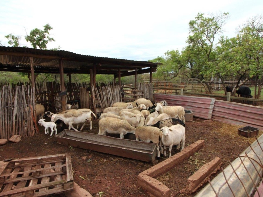 3 Bedroom Property for Sale in Modimolle Limpopo