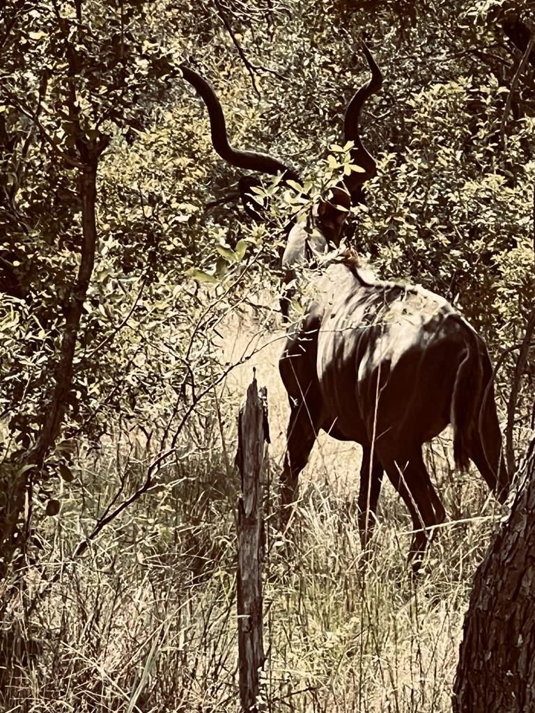 23 Bedroom Property for Sale in Bela Bela Limpopo