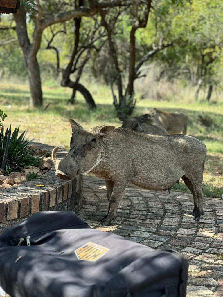 23 Bedroom Property for Sale in Bela Bela Limpopo