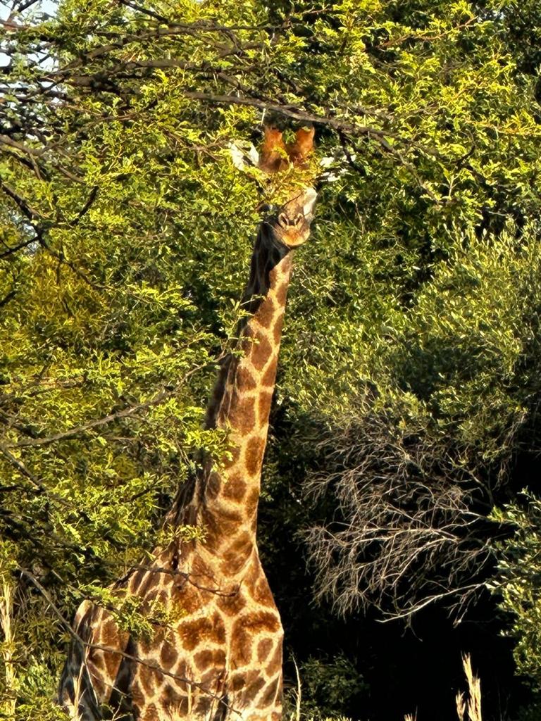 23 Bedroom Property for Sale in Bela Bela Limpopo