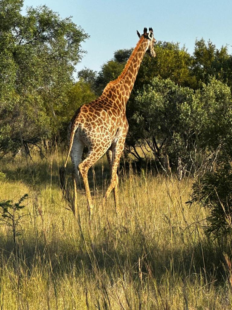 23 Bedroom Property for Sale in Bela Bela Limpopo