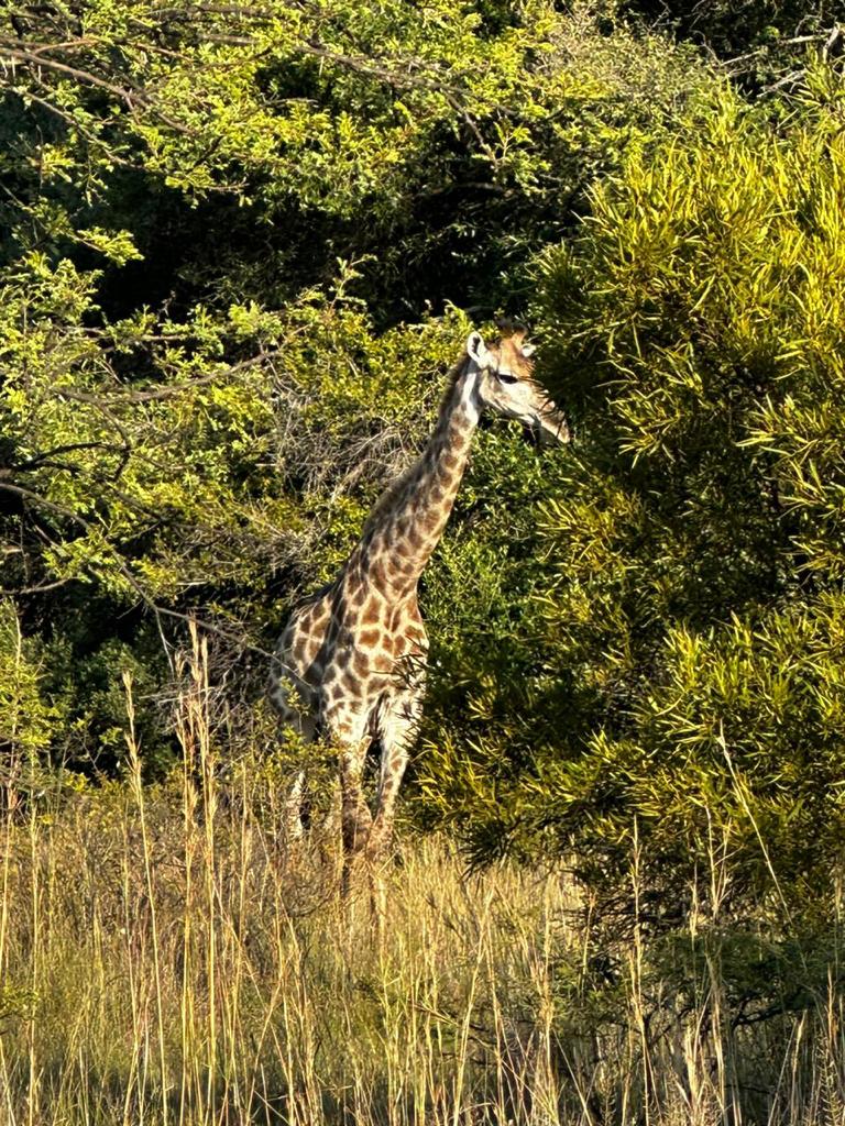 23 Bedroom Property for Sale in Bela Bela Limpopo