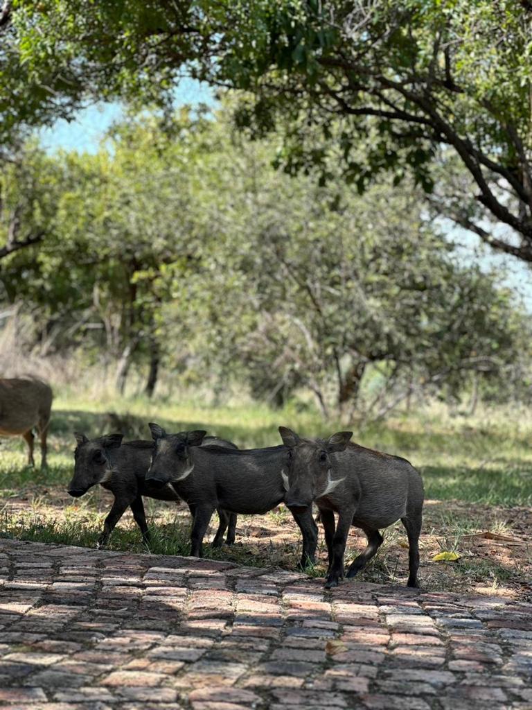 23 Bedroom Property for Sale in Bela Bela Limpopo