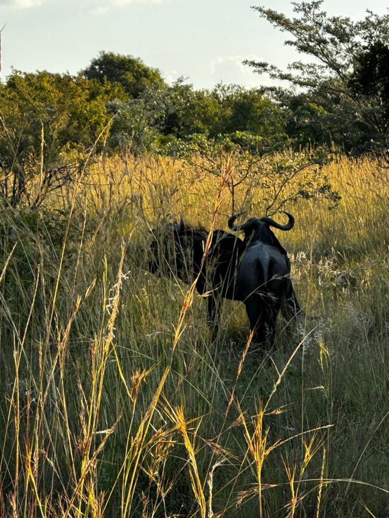 23 Bedroom Property for Sale in Bela Bela Limpopo