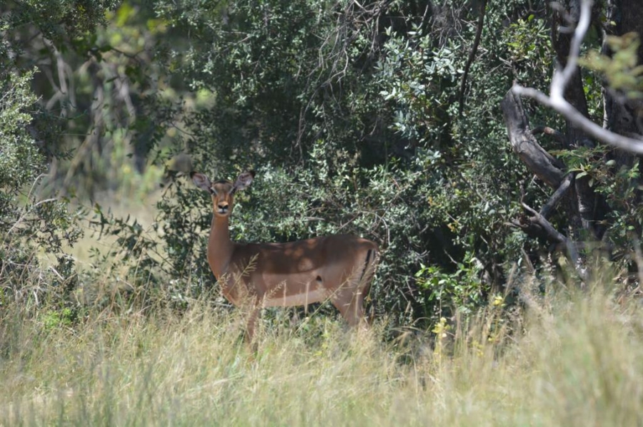 23 Bedroom Property for Sale in Bela Bela Limpopo