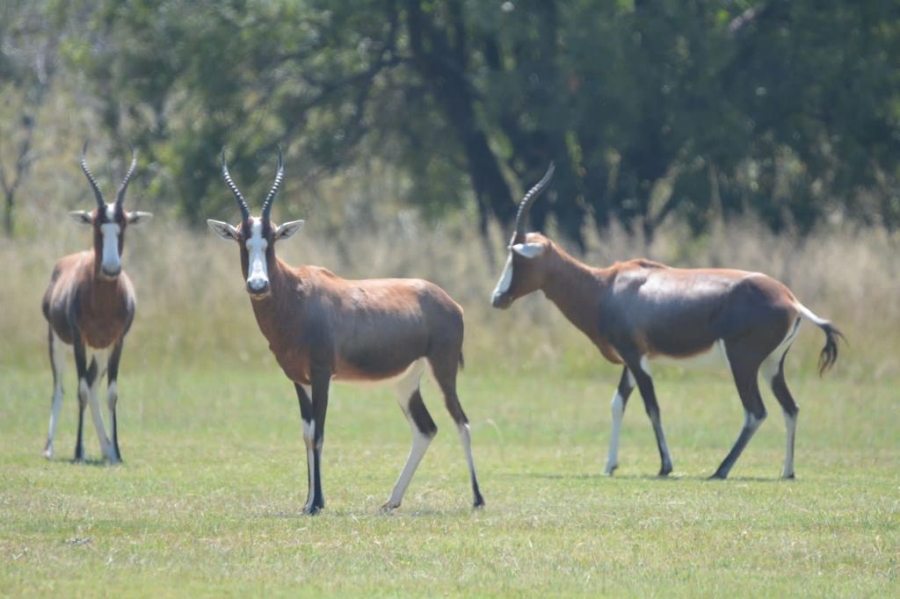 23 Bedroom Property for Sale in Bela Bela Limpopo