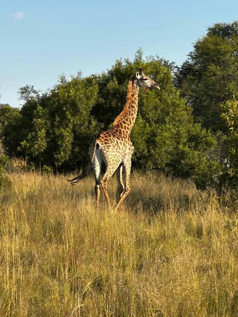 23 Bedroom Property for Sale in Bela Bela Limpopo