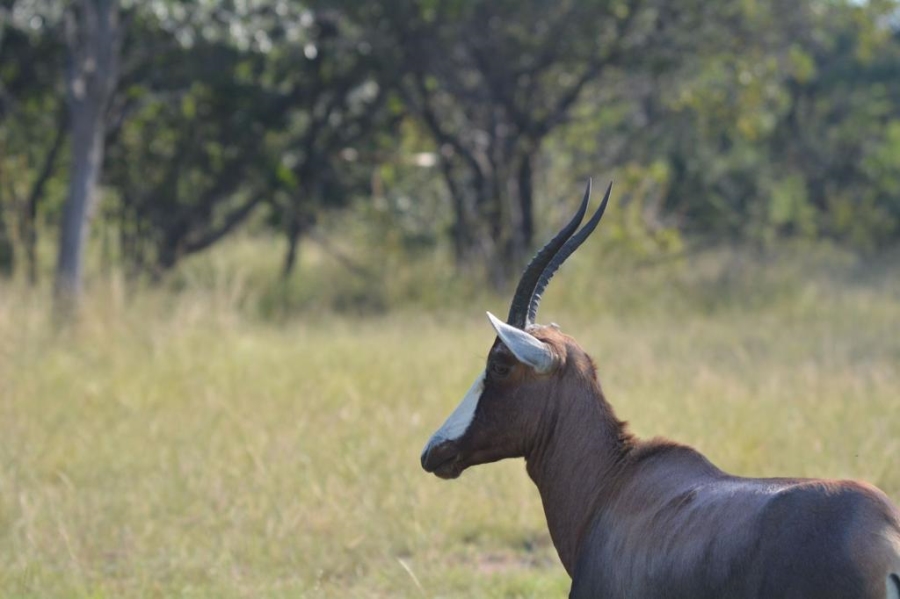 23 Bedroom Property for Sale in Bela Bela Limpopo