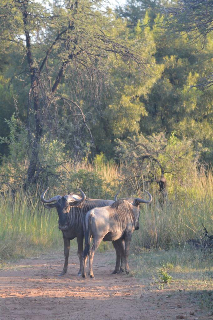 23 Bedroom Property for Sale in Bela Bela Limpopo