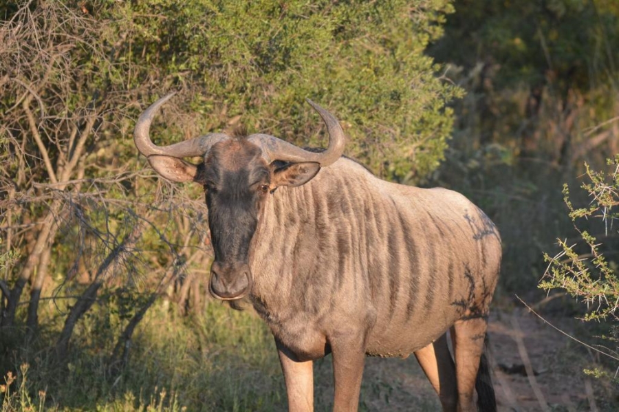 23 Bedroom Property for Sale in Bela Bela Limpopo