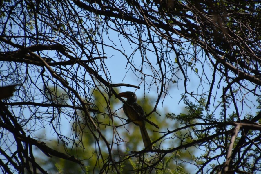 23 Bedroom Property for Sale in Bela Bela Limpopo